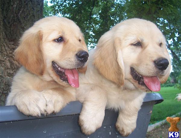 Dogs for Sale in SD